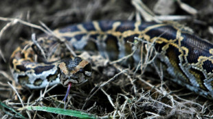 K&ouml;nigspython auf Bauernhof in Niedersachsen entdeckt