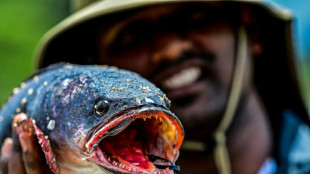 Sri Lanka: un concours de pêche pour limiter le nombre d'espèces invasives