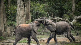 Survey raises estimate of African forest elephant numbers