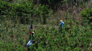 Enfrentado con Trump, Petro afirma que los narcocultivos en Colombia "solo" aumentaron un 3% en 2024