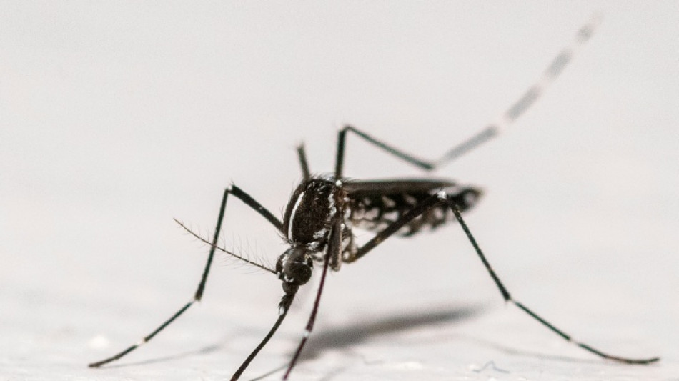 Les interventions contre les nuisibles en hausse, la fili&egrave;re demande une approche pr&eacute;ventive