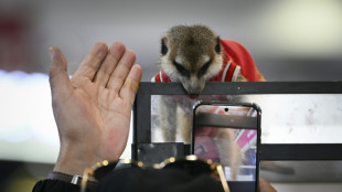 Exotic pet trade thrives in China despite welfare concerns