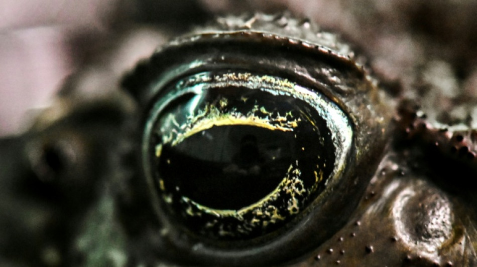 Krötenschlecken: Experte warnt vor Halloween vor Rauschexperimenten