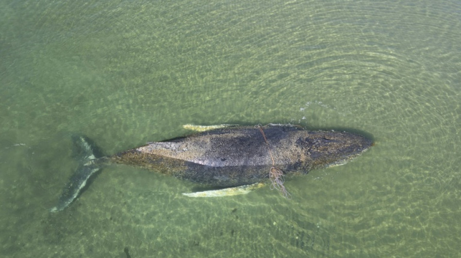 Vor Ostseek&uuml;ste gestrandeter Wal ist frei - aber Bangen um weiteres Schicksal