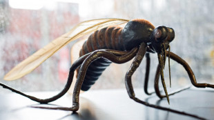 Iss, dall'inizio dell'anno 226 casi confermati di West Nile e 7 decessi