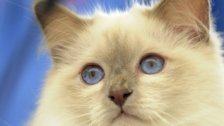 In Bayern verschwundener Kater taucht bei nach Sachsen umgezogenen Nachbarn auf