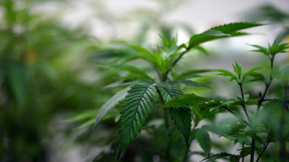 Australia doctors warn of 'excessive' medical weed prescriptions