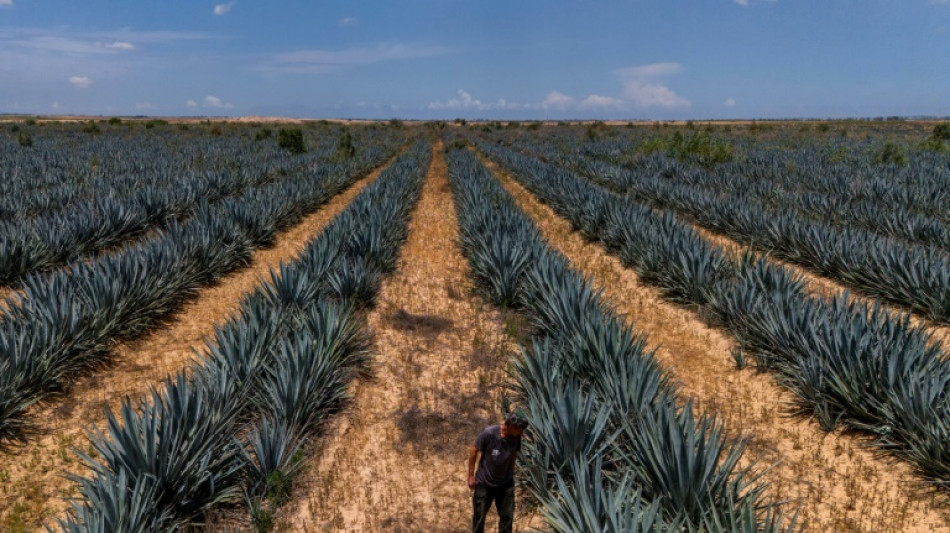 Agricultores israelíes relanzan producción de tequila cerca de Gaza
