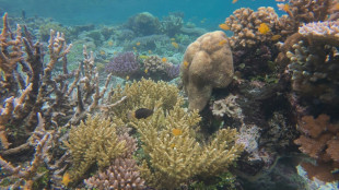 Indonésie: les coraux de Raja Ampat menacés par les mines de nickel, selon des ONG
