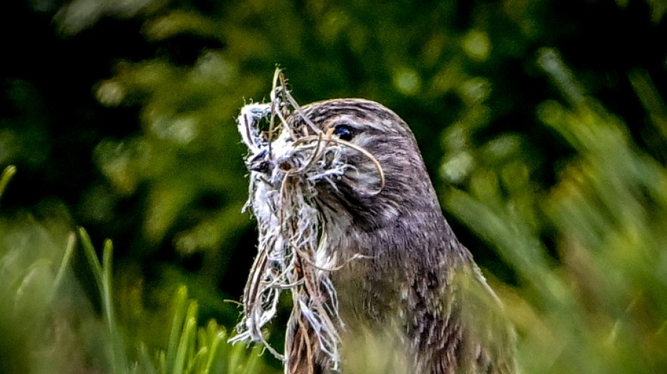 &Auml;hnlich wie Menschen und Delfine: Nachtigallen passen Laute spontan an Artgenossen an