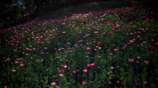 Cultivo de amapola aument&oacute; 12% en M&eacute;xico entre 2019 y 2020, seg&uacute;n Naciones Unidas