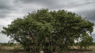 Zimbabue sacrificar&aacute; a 200 elefantes para enfrentar la escasez de alimentos