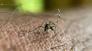 Premier cas autochtone de chikungunya en 2025 en métropole, dans le Var