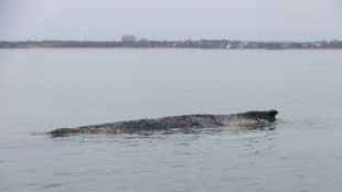 Vor Ostseek&uuml;ste liegender Wal soll nach Ostern erneut begutachtet werden