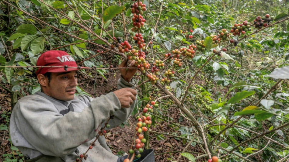 Colombia aumentó un 23% su producción de café en 2024, la mejor cosecha en cinco años