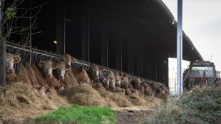 Dermatose: les syndicats proposent un protocole exp&eacute;rimental, nouveau cas dans les Hautes-Pyr&eacute;n&eacute;es