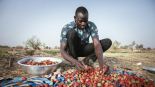 Unexpected strawberry crop spins Burkina's 'red gold'
