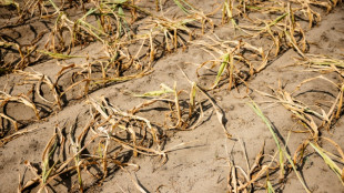 Klimaexperten: Erderwärmung um drei Grad Celsius bis 2050 möglich