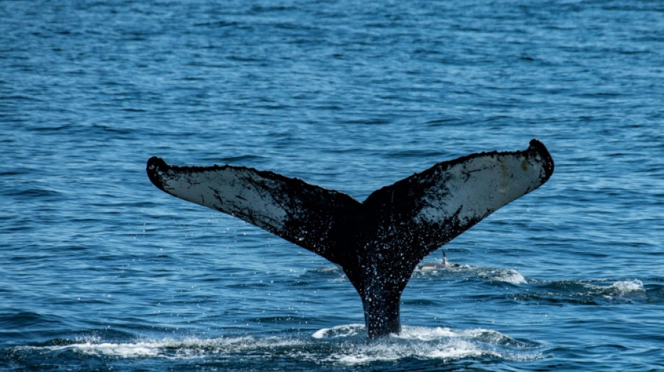 In Ostsee herumschwimmender Buckelwal nun in Flensburger F&ouml;rde gesichtet