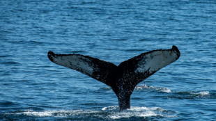 In Ostsee herumschwimmender Buckelwal nun in Flensburger F&ouml;rde gesichtet