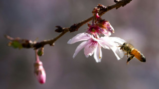 Zulassung von Unkrautvernichtern darf nicht automatisch befristet verl&auml;ngert werden