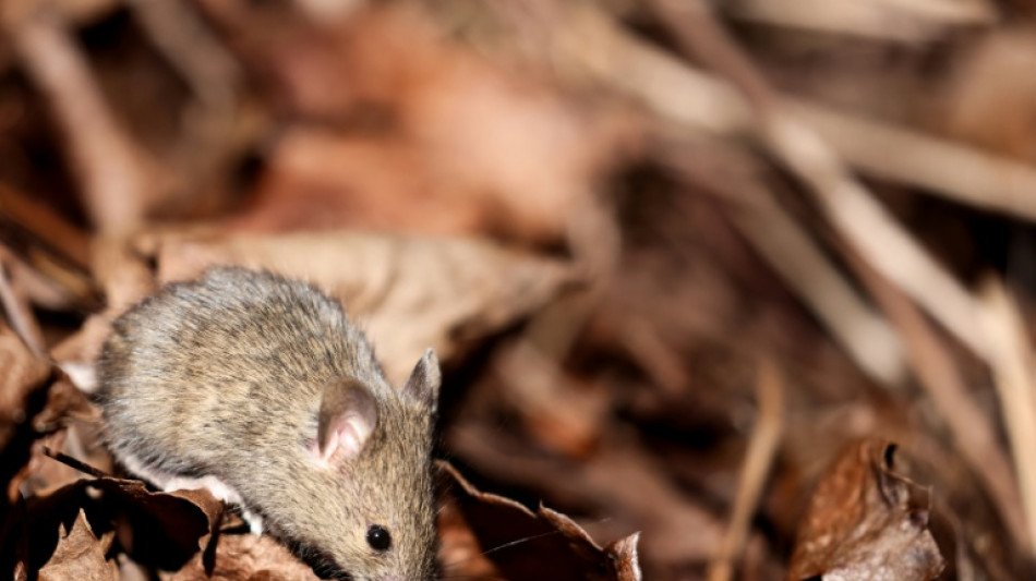 El covid-19 podría provocar ansiedad hereditaria, según un estudio en ratones