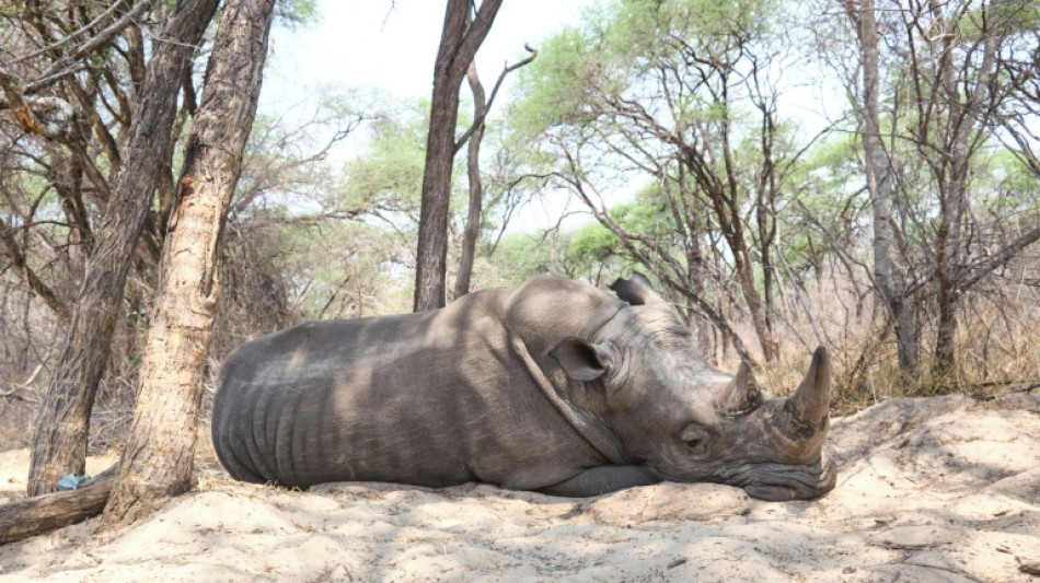 Rhinoc&eacute;ros, anguilles et requins au coeur d'une conf&eacute;rence sur la vie sauvage