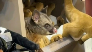 Wild possum shelters with plush toys in Australian airport shop