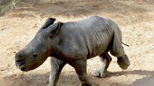 Espagne: rare naissance d'un rhinoc&eacute;ros blanc au zoo de Valence