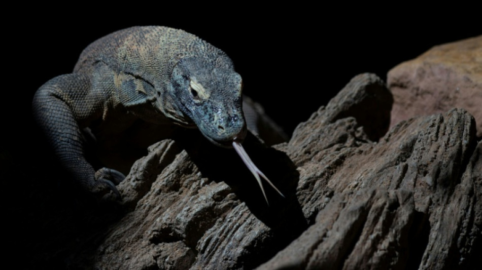 Seltene Komodowarane geschmuggelt: Sechs Festnahmen in Indonesien