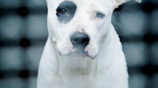 Consumerismo, da animali a bagagli le novit&agrave; sui voli