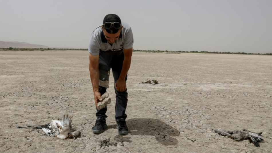Voluntarios de Argelia salvan a unos 300 flamencos en riesgo por la sequ&iacute;a