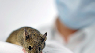 Gli ormoni influenzano l'apprendimento, ricostruito il circuito