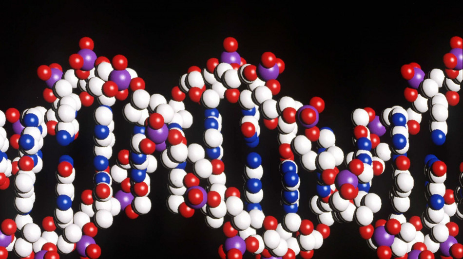 Il Dna svela come il crollo dell'Impero romano ha plasmato la societ&agrave; europea