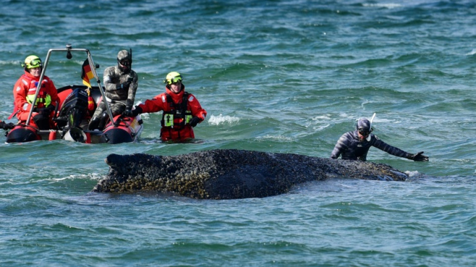 Freed whale gets stranded again on German coast