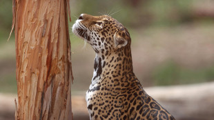 Giaguaro nuota per oltre 1 km, è record per la specie