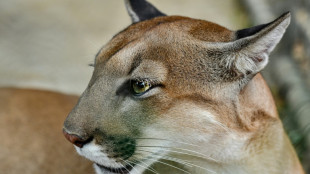 US woman killed in rare suspected mountain lion attack