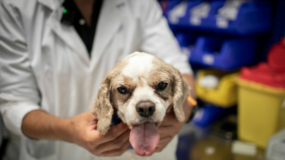 Chimios ou radioth&eacute;rapies... chiens et chats soign&eacute;s, eux aussi, contre le cancer