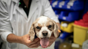 Chimios ou radioth&eacute;rapies... chiens et chats soign&eacute;s, eux aussi, contre le cancer
