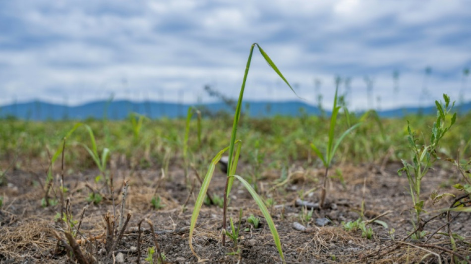 Le miscanthus g&eacute;ant, une arme verte pour d&eacute;polluer les sols test&eacute;e en Ukraine
