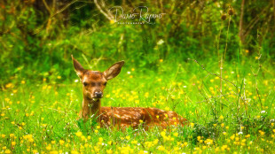 Wwf Italia compie 60 anni, non un traguardo ma tappa verso sfide sempre pi&ugrave; grandi