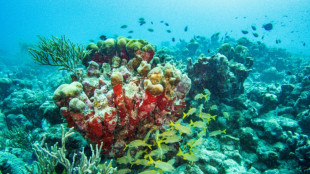 Flughafen Hamburg: Acht gesch&uuml;tzte Korallen in Gep&auml;ck von Urlauberin entdeckt&nbsp;
