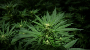 Bundesgerichtshof verbietet Werbung f&uuml;r Behandlung mit medizinischem Cannabis