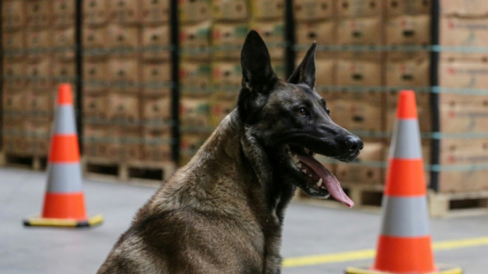 El puerto de Amberes decomis&oacute; una cantidad r&eacute;cord de coca&iacute;na en 2023: 116 toneladas